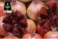 میوه بهشتی و خواص آن میوه بهشتی و خواص آن