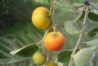 خواص درمانی میوه درخت کنار خواص درمانی میوه درخت کنار
