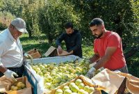 برداشت سیب از 6200 هکتار باغات کهگیلویه و بویراحمد آغاز شد؛ پیش‌بینی تولید 130 هزار تن محصول