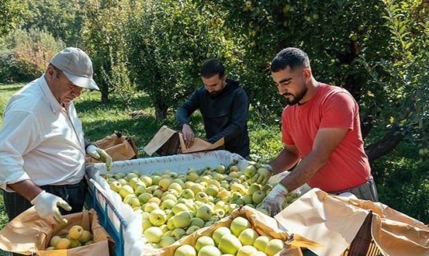 برداشت سیب از 6200 هکتار باغات کهگیلویه و بویراحمد آغاز شد؛ پیش‌بینی تولید 130 هزار تن محصول