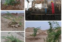 گام سبز شرکت بهره‌برداری نفت و گاز آغاجاری؛ کاشت درخت در محل استقرار دستگاه‌های MOS و MOT