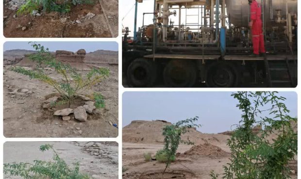 گام سبز شرکت بهرهبرداری نفت و گاز آغاجاری؛ کاشت درخت در محل استقرار دستگاههای MOS و MOT گام سبز شرکت بهرهبرداری نفت و گاز آغاجاری؛ کاشت درخت در محل استقرار دستگاههای MOS و MOT