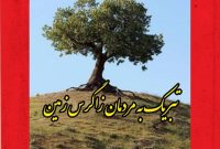 گفت‌وگوی تلخ و امیدبخش با بلوط‌های کوه حاتم؛ روایت درختی که پدر و مادر قوم لر بود