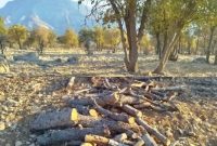 گلایه گردشگران از بی‌توجهی رسانه‌های شهرستان بهمئی نسبت به قطع درختان بلوط