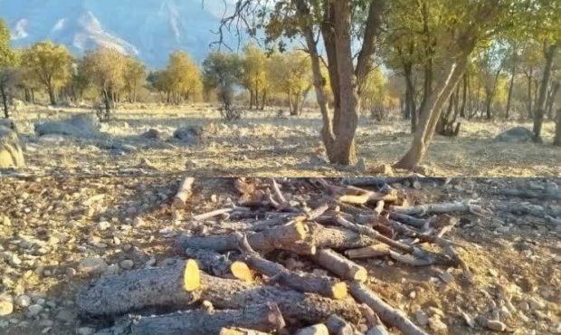گلایه گردشگران از بی‌توجهی رسانه‌های شهرستان بهمئی نسبت به قطع درختان بلوط